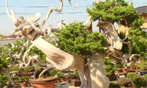 秋元産業株式会社の 盆栽の古木仕上げ